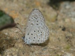 View the album P-1 Hairstreaks & Blues Lycaenidae