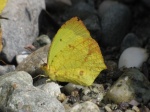 View the album P-1 Sulphurs Coliadinae