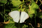 View the album P-1 Whites Pierinae