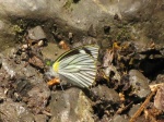 View the album P-4 Whites, Pierinae