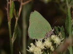 View the album P-1 Hairstreaks & Blues Lycaenidae