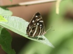 View the album P-1 Brushfoots  Biblidinae