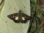 View the album P-2 Skippers, Skipperlings Heteropterinae