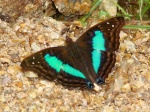 View the album E-6 Emperors Apaturinae