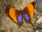 Marpesia marcella KG 111309 Cplnga EC D 002c.jpg