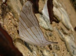 View the album E-6 Brushfoots Biblidinae