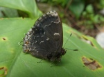 View the album P-4 Hairstreaks & Blues