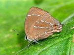 View the album E-6 Hairstreaks & Blues Lycaenidae