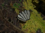 View the album E-3 Hairstreaks & Blues Lycaenidae