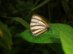 View the album E-6 Hairstreaks & Blues Lycaenidae
