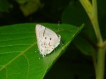 View the album P-4 Hairstreaks & Blues