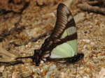 View the album E-6 Swallowtails Papilionidae