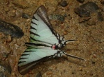 Protographium agesilaus KG 111309 Cplnga EC D 003c.jpg