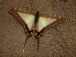 Protographium dioxippus KG 101709 Znc EC D 003c.jpg