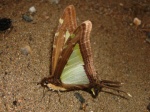 View the album E-4 Swallowtails Papilionidae