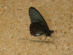 View the album E-6 Swallowtails Papilionidae