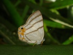 View the album P-4 Metalmarks, Riodinidae