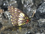 View the album E-4 Whites Pierinae