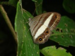 Euptychoides albofasciata EC WldSumaco KG 07APR11 V 108c.jpg