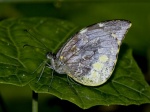View the album E-4 Mimic-whites Dismorphiinae