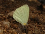 View the album E-4 Mimic-whites Dismorphiinae