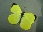 Eurema reticulata TS 112507 PH D 363c.jpg