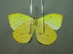 Eurema reticulata TS 112507 PH V 354c.jpg