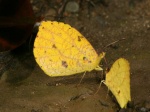 Eurema reticulata PERU CoR TH 18SEP08 0961c.jpg