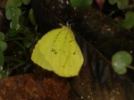 Eurema xantochlora EC Cplnga DW 21MAR11 918c.jpg