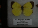 Eurema xantochlora KG 021403 Cplnga EC spcmn #221 001c.jpg