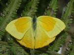 View the album E-6 Sulphurs Coliadinae