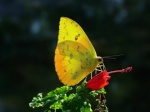 View the album E-4 Sulphurs Coliadinae