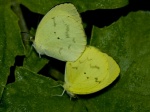 Pyrisitia nise EC WldSumaco BBt 08APR11 pairc.jpg