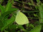 Pyrisitia nise floscula HB 120305 PH 131c.jpg