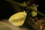 View the album P-1 Sulphurs Coliadinae