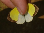 View the album E-6 Sulphurs Coliadinae