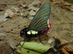 View the album E-6 Skippers, Firetips Pyrrhopyginae
