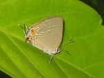 unkn hairstreak Arumecla myb PERU abvPZ YCNP GM 24OCT11 0105c.jpg