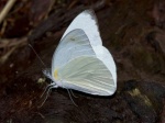 View the album E-6 Whites Pierinae