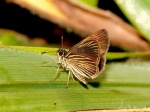 View the album E-4 Skippers, Grass Hesperiinae