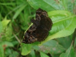 Noctuana haemotospila EC south Baeza KG 04APR11 1800m 120c.jpg