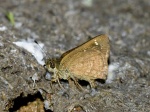 View the album E-3 Skippers, Skipperlings Heteropterinae