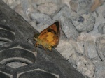 View the album E-6 Skippers, Skipperlings Heteropterinae