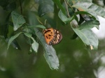 View the album P-3 Swallowtails Papilionidae