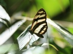View the album P-2 Clearwings Ithomiinae
