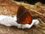 Eretris apuleina per TP PERU Owlet KG 09NOV11 4449c.jpg