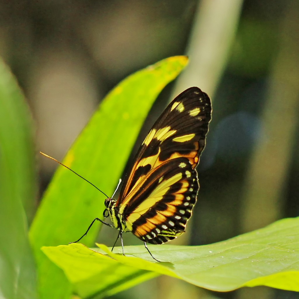Longwing IMG_4068 (1024x1024).jpg