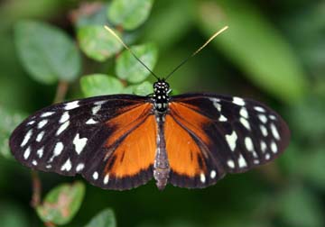 Heliconius%20hecale%20zuleida%20D%20MH%20031905%20Grn%20Hlls%20BL%20copy.jpg