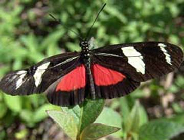 Bộ sưu tập cánh vẩy 4 - Page 48 Heliconius%20ricini%20D%20AP%20Ibpb%20Ceara%20BRZ%20050206%20copy