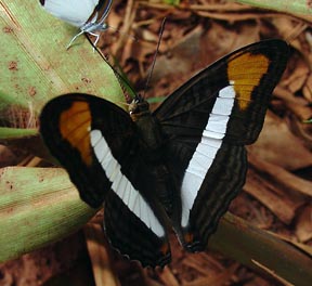 Bộ sưu tập cánh vẩy 5 - Page 17 Adelpha%20syma%20D%20RL%20011705%20yctnga%20rd%20422%20copy